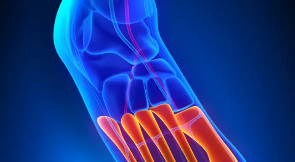 Anatomia stopy: widok 3D kości stępu i śródstopia w kolorach niebieskim i pomarańczowym.