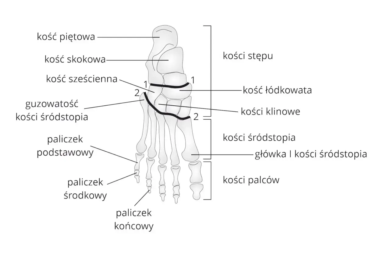 Anatomia stopy: kości stępu, kości śródstopia i kości palców. Widoczne kość piętowa, skokowa, sześcienna, łódkowata, klinowe.