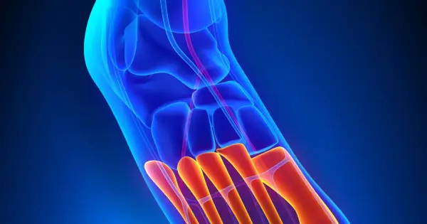 Anatomia stopy: widok 3D kości stępu i śródstopia w kolorach niebieskim i pomarańczowym.